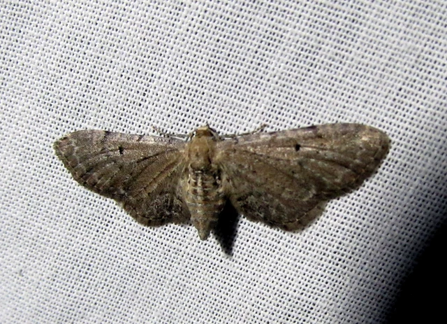 fehérzászpa-törpearaszoló - Eupithecia veratraria