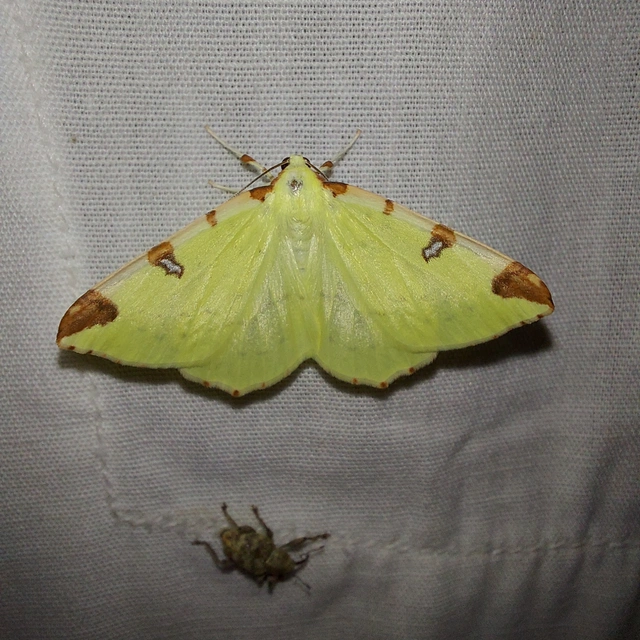Opisthograptis luteolata - citromsárga araszoló