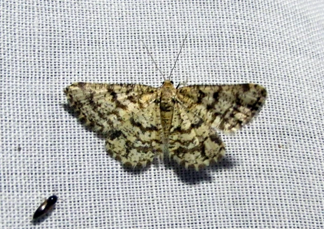 bőrszínű araszoló - Heliomata glarearia