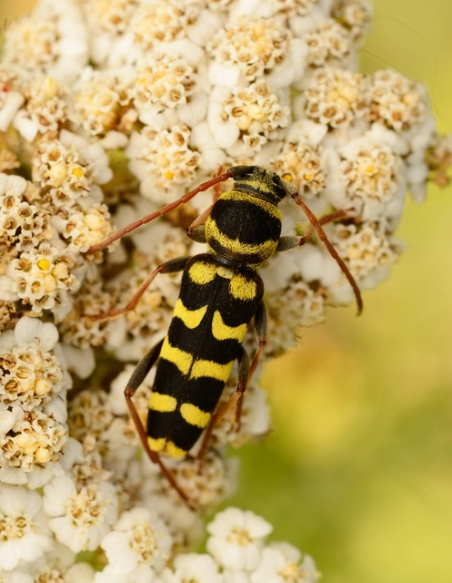 Echinocerus floralis - lucerna-darázscincér
