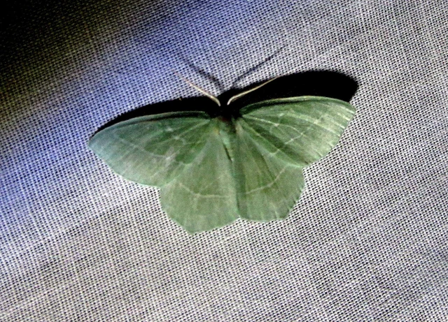 kékes zöldaraszoló - Hemistola chrysoprasaria