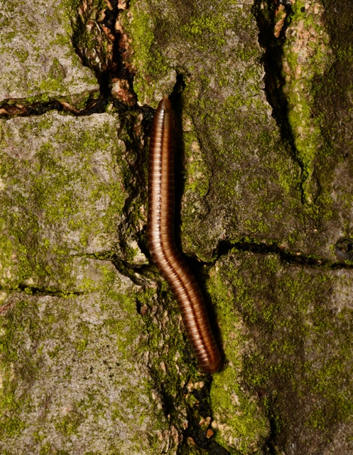 Diplopoda - Ikerszelvényesek