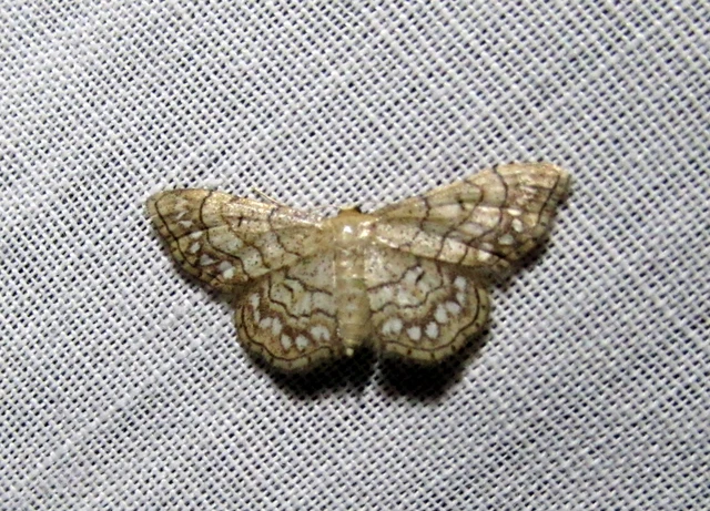 gyöngyös apróaraszoló - Idaea moniliata