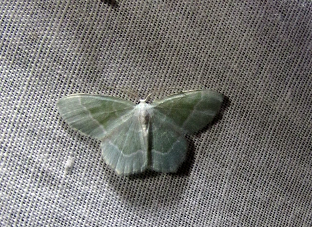 fehéres zöldaraszoló - Jodis lactearia