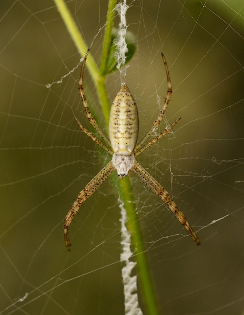 Argiope bruennichi - darázspók