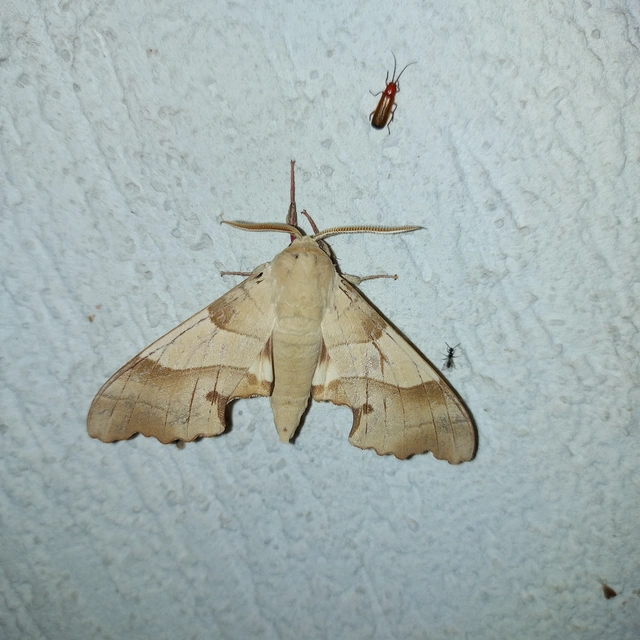 Marumba quercus - tölgyfaszender
