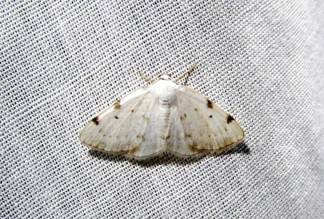 kétpontos fehéraraszoló - Lomographa bimaculata