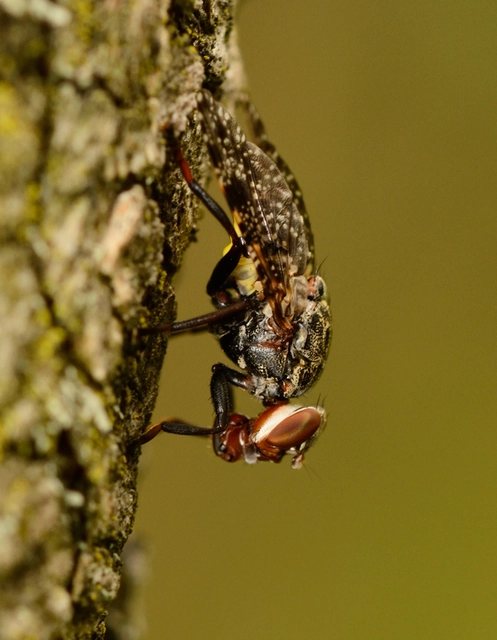 Platystoma