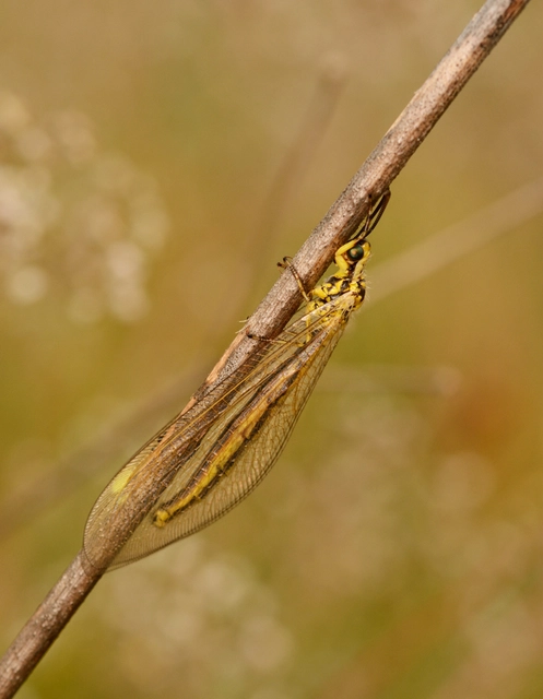 Myrmecaelurus trigrammus - hangyafarkas