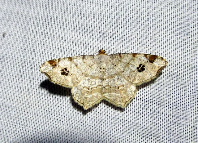 foltos szürkearaszoló - Macaria notata