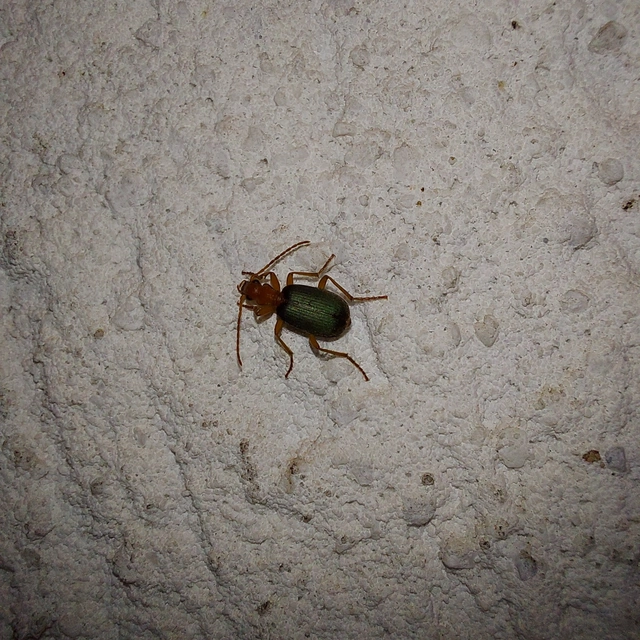Brachinus