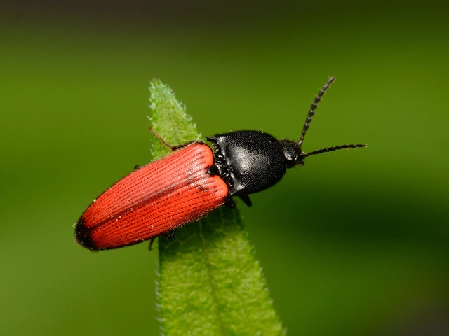 Ampedus