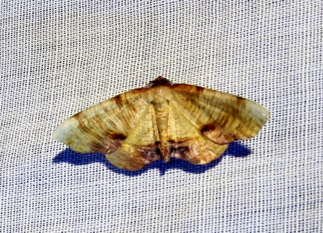 baltaszárnyú araszoló - Plagodis dolabraria