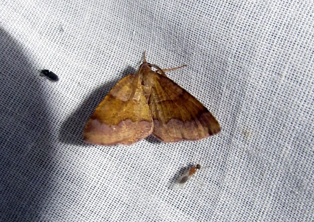 Plagodis pulveraria - szemcsés araszoló