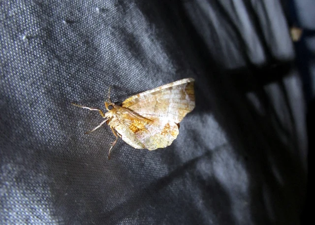 kétfoltos holdasaraszoló - Selenia dentaria