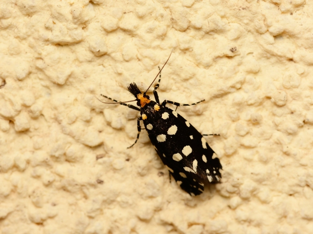 Euplocamus anthracinalis - fésűscsápú korhadékmoly