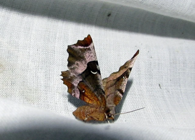 négyfoltos holdasaraszoló - Selenia tetralunaria