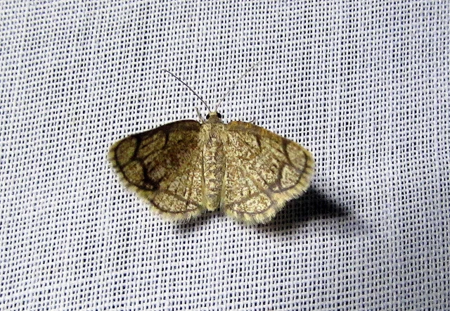 Stegania cararia - gyűrűs nyáraraszoló