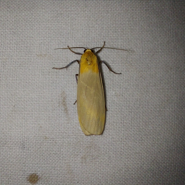 Lithosia quadra - négypettyes zuzmószövő