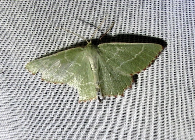 csipkésszélű zöldaraszoló - Thalera fimbrialis