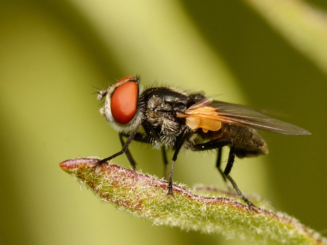 Phasiinae