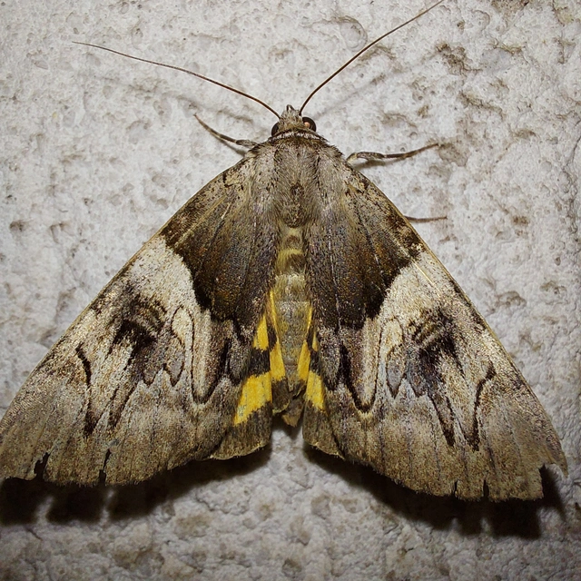 Catocala fulminea - galagonya-övesbagoly