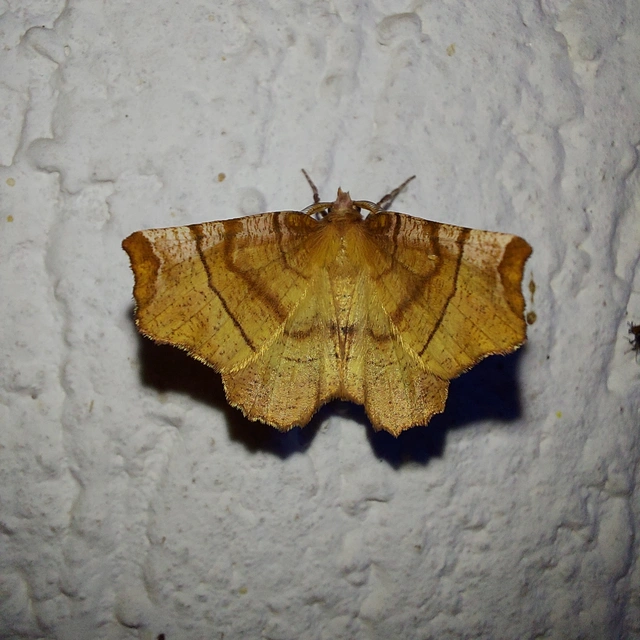 Selenia dentaria - kétfoltos holdasaraszoló
