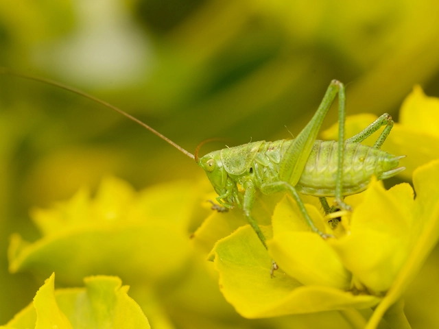 Tettigonia viridissima - zöld lombszöcske