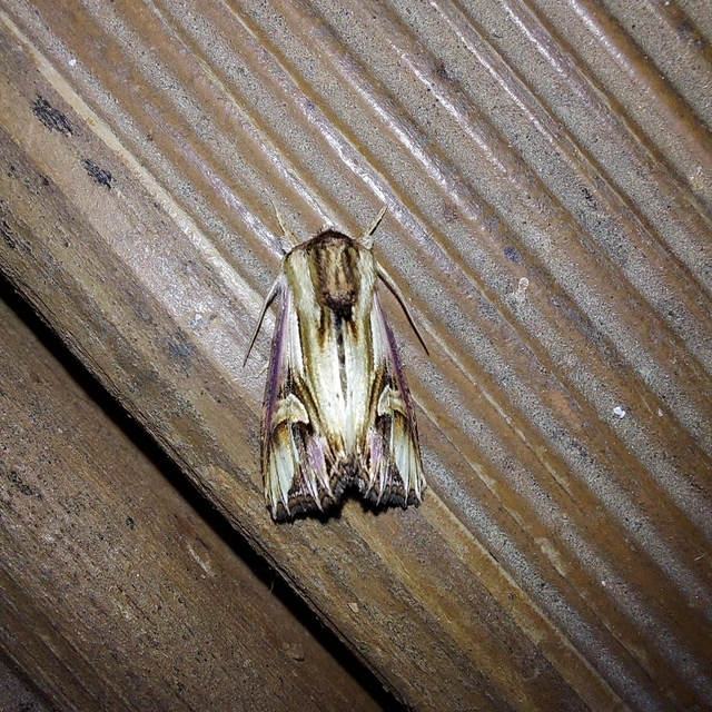 Actinotia polyodon - nagy sugarasbagoly