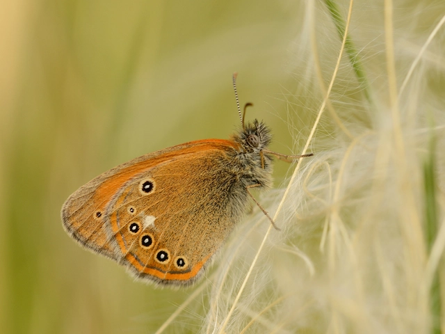 Coenonympha glycerion - közönséges szénalepke