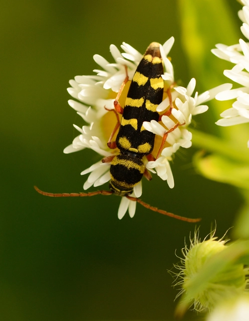 Echinocerus floralis - lucerna-darázscincér