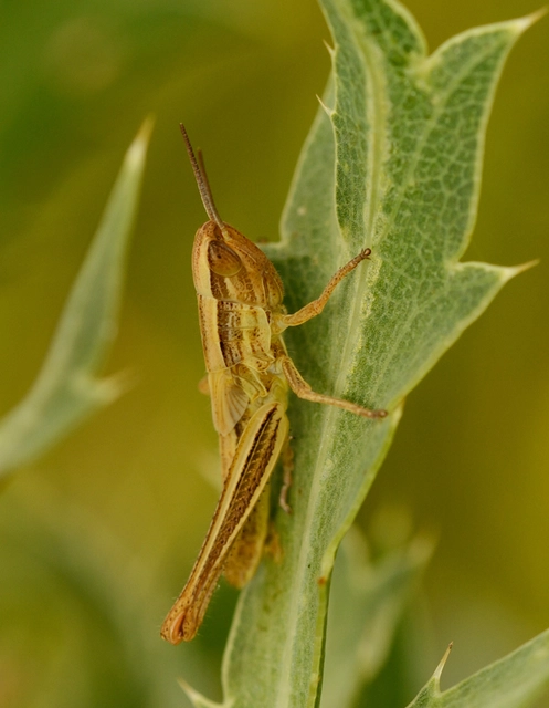 Euchorthippus