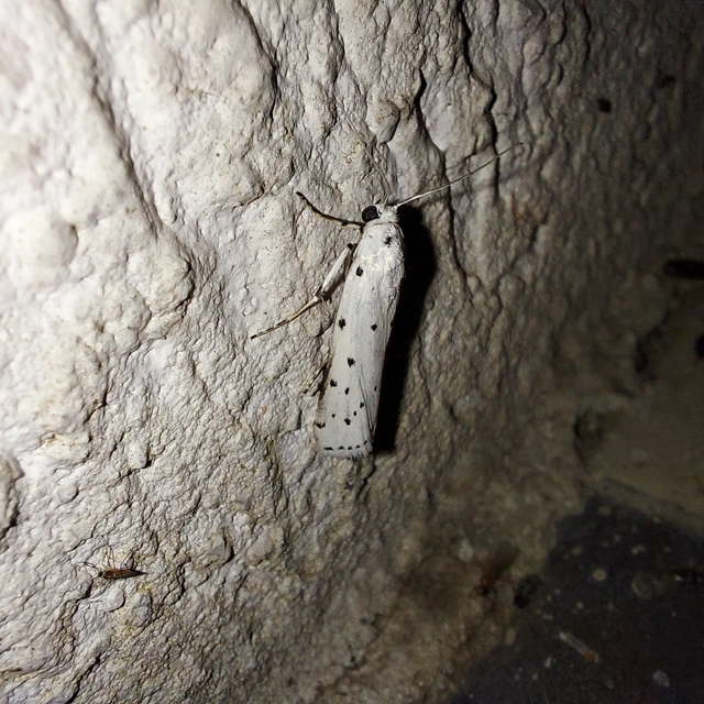 Myelois circumvoluta - pettyes karcsúmoly
