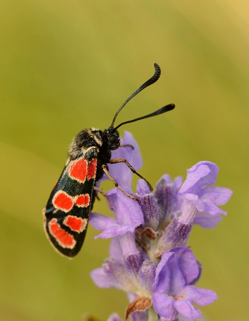 Zygaena carniolica - fehérgyűrűs csüngőlepke