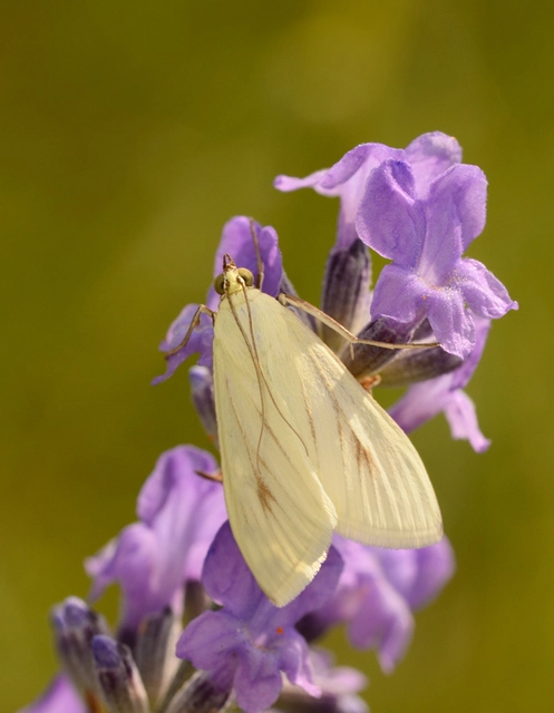 Sitochroa palealis - kénszárnyú dudvamoly