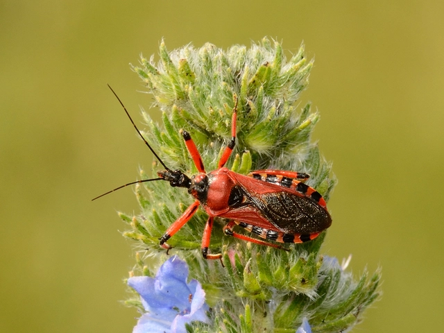 Rhynocoris iracundus - közönséges gyilkospoloska