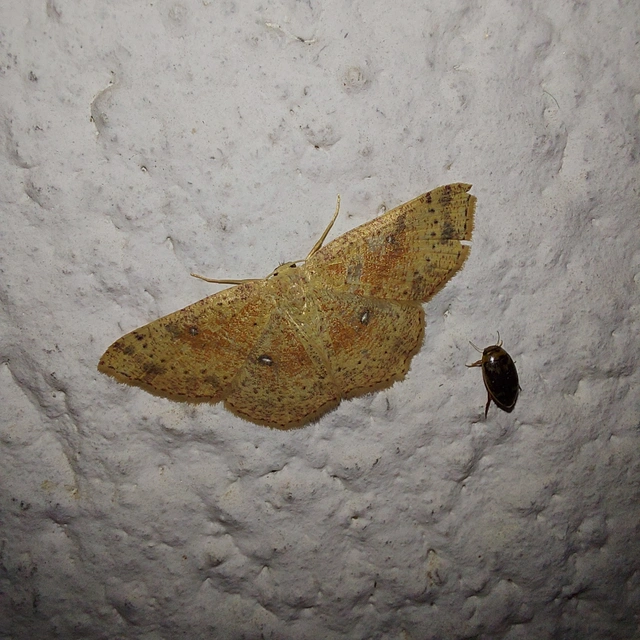 Cyclophora porata - körös pettyesaraszoló
