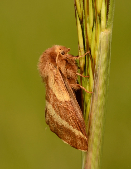 Malacosoma castrensis - kutyatejszövő