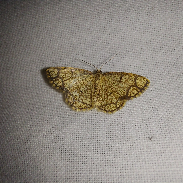 Stegania cararia - gyűrűs nyáraraszoló