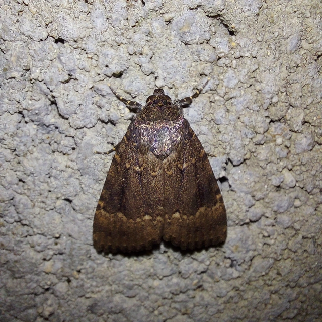 Amphipyra berbera/pyramidea