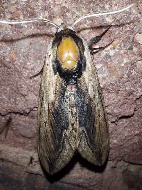 Sphinx ligustri - fagyalszender