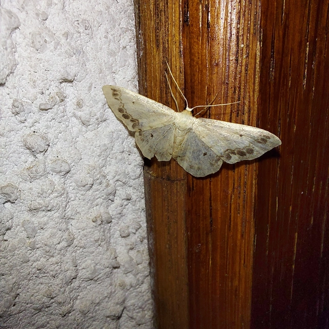 Idaea trigeminata - csúcsfoltos apróaraszoló