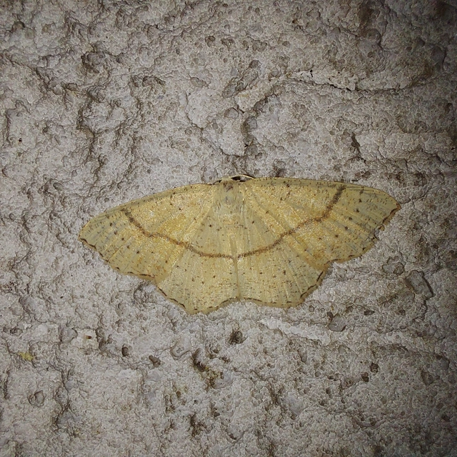 Cyclophora punctaria - sávos pettyesaraszoló