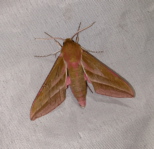 Deilephila elpenor - szőlőszender