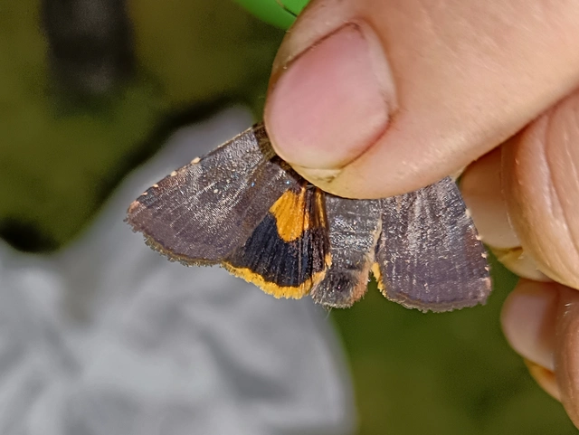 Noctua janthina - tarka sárgafűbagoly