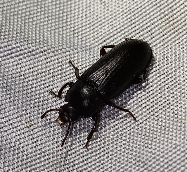 Tenebrio molitor - közönséges lisztbogár