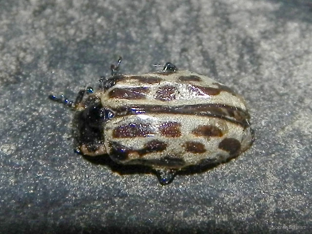 Chrysomela vigintipunctata - húszfoltos fűzlevelész