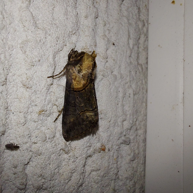 Abrostola triplasia - közönséges csalánbagoly