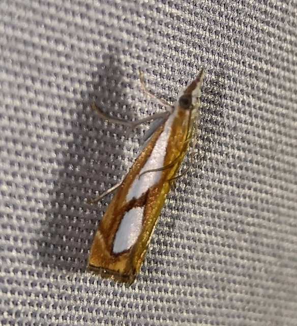 Catoptria