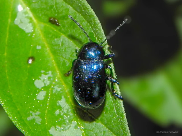 Chrysochus asclepiadeus - tündöklő méreggyiloklevelész